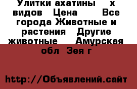 Улитки ахатины  2-х видов › Цена ­ 0 - Все города Животные и растения » Другие животные   . Амурская обл.,Зея г.